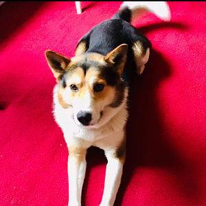 Meet your Posher, Patterson, kyla l